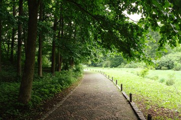 Summer landscape, forest