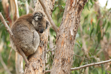 Koala, Phascolarctos cinereus, in a tree