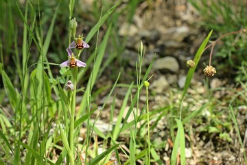 Bienen-Ragwurz (Ophrys apifera)