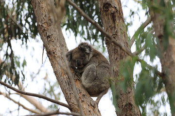 Koala, Phascolarctos cinereus, resting