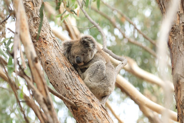 Koala, Phascolarctos cinereus, on a tree © Harold Stiver
