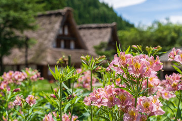 初夏の五箇山　菅沼集落