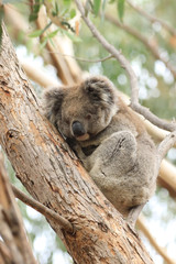 Vertical of Koala, Phascolarctos cinereus, resting