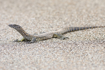 Endangered Rosenberg's Goanna, Varanus rosenbergi, Kangaroo Island