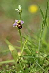 Bienen-Ragwurz (Ophrys apifera)