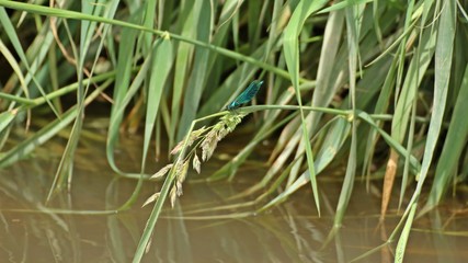 Männliche Gebänderte Prachtlibelle (Calopteryx splendens) auf Halm