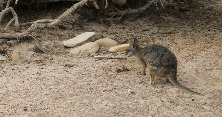 Tammar Wallaby, Macropus eugenii, on Kangaroo Island © Harold Stiver