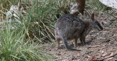 Tammar Wallaby, Macropus eugenii, eating