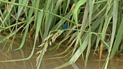 Männliche Blauflügel-Prachtlibelle (Calopteryx virgo) auf Schilfhalm