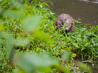 Ragondin & dégustation