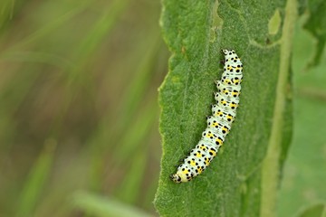 Raupe des Königskerzen-Mönchs (Cucullia verbasci)
