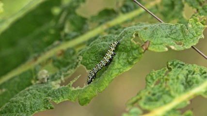 Jungraupe des Königskerzen-Mönchs (Cucullia verbasci)