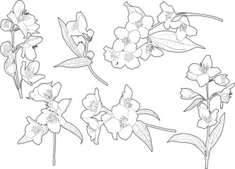 six black jasmin spring branch outlines