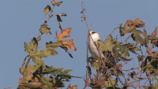 Black winged kite on a branch in hula valley Isael