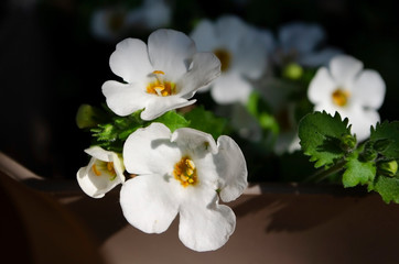 Fototapeta na wymiar white flowers on green background