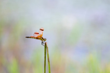 オビトンボ（コフキトンボ）