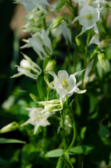Obraz na płótnie Canvas white calla lily of valley