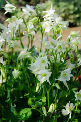 white flowers in the garden