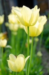 Fototapeta premium yellow tulips in the garden