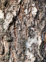 Texture of a birch bark.
