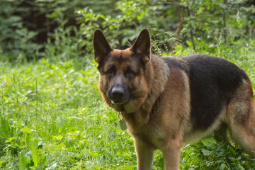 German shepherd walks and lies on a forest clearing on a summer evening