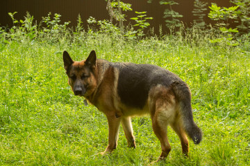 German shepherd walks and lies on a forest clearing on a summer evening