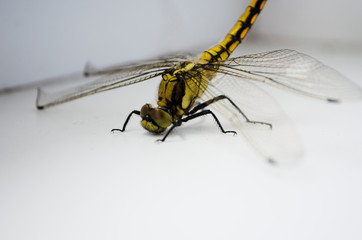 dragonfly on a background