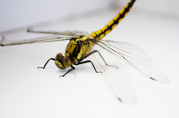 dragonfly on a background