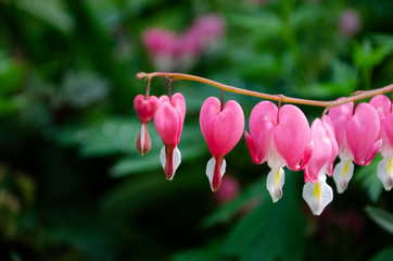 bleeding heart flower