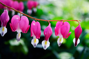 bleeding heart flowers