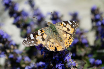 butterfly on flower