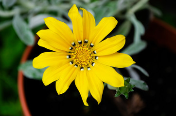 yellow flower on green background