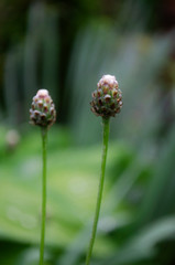 flower in the garden