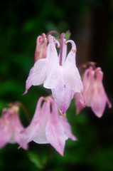 closeup of pink flower