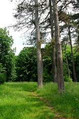 Summer landscape, forest
