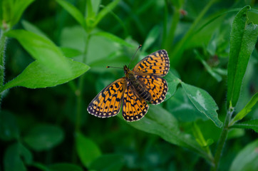 butterfly on a flower