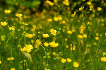 Fototapeta premium field of yellow flowers