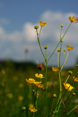 yellow flowers on a background of blue sky