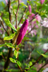 Obraz premium grasshopper on flower