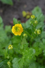 yellow flower on background of green grass