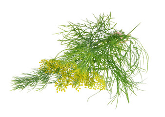 fresh dill isolated on white background