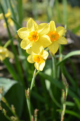 daffodils in the garden