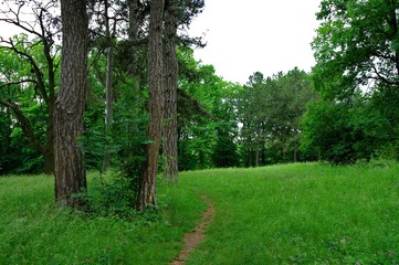 Summer landscape, forest