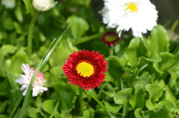 red flower in the garden