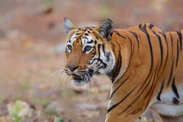 Fototapeta na wymiar female tiger walking from the hill to Lake Tadoba in Tadoba National Park in India