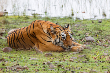 female tiger resting at Lake Tadoba in Tadoba National Park in India