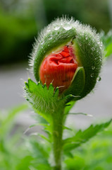 red poppy