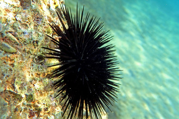 Black sea urchin underwater image