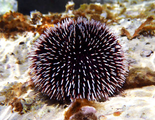Naklejka na ściany i meble Mediterranean purple sea urchin - Sphaerechinus granularis