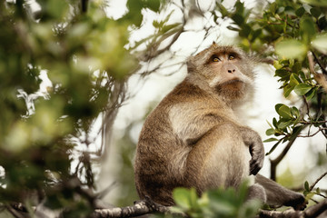 Macaca fascicularis (crab-eating or long-tailed macaque) in nature.